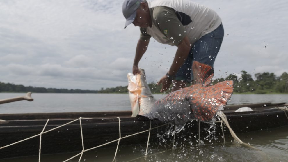 Homem em barco, tirando um peixe pirarucu das águas do Amazonas.